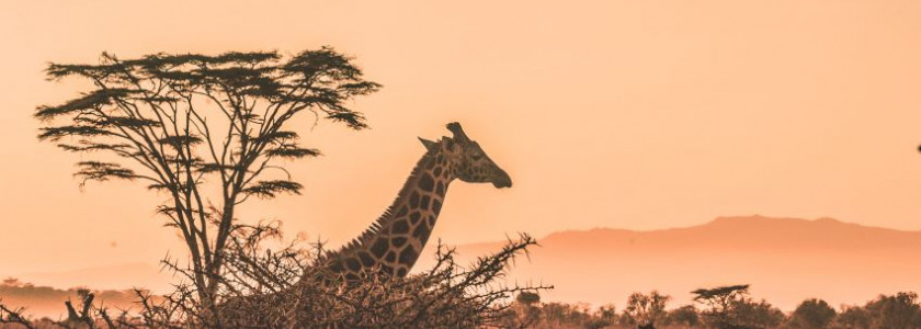 Alles wat je wil weten voordat jij jouw rondreis door Zuid-Afrika boekt