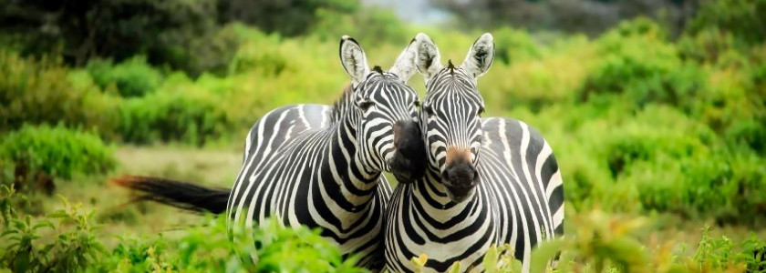 Deze vakanties moeten op jouw bucketlist!
