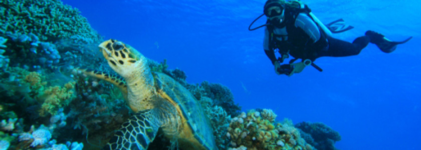 Duiken in onderwaterparadijs Egypte