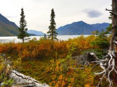 Reizen naar de ongerepte wildernis van Alaska