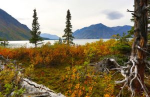 Reizen naar de ongerepte wildernis van Alaska