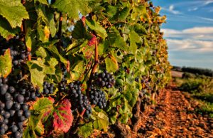 Een weg langs de Beaujolais wijnroute