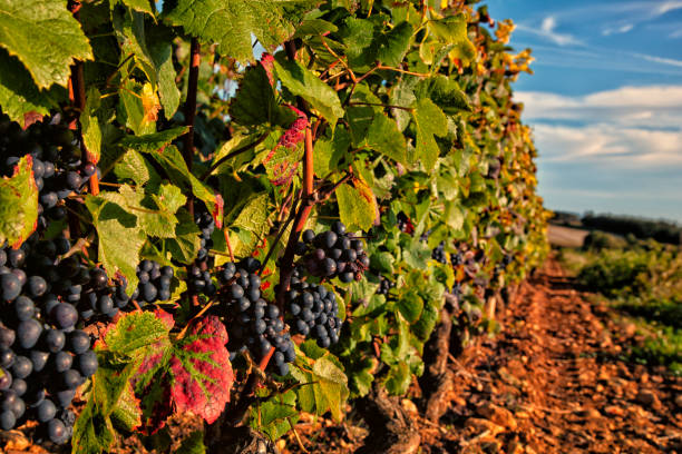 Een weg langs de Beaujolais wijnroute