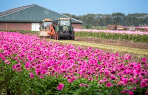De beste pluktuinen in Nederland