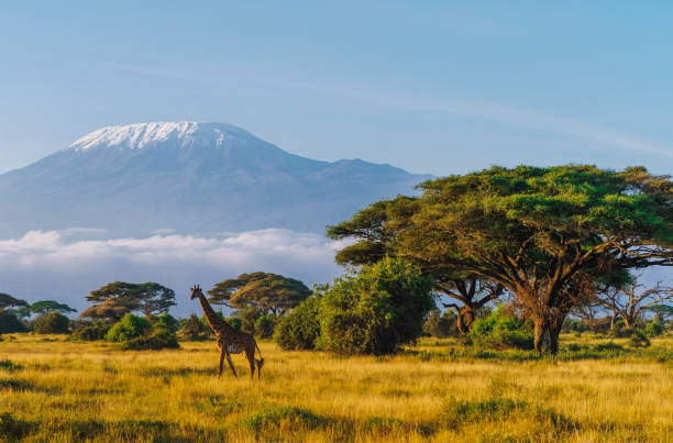 Hoe reis je veilig naar Afrika?