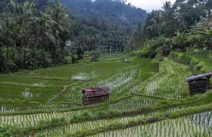 Op reis naar overweldigend Indonesië