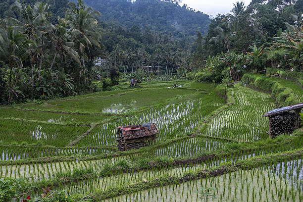 Op reis naar overweldigend Indonesië