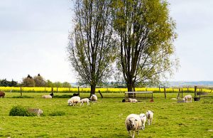 Hoevetoerisme in Vlaanderen