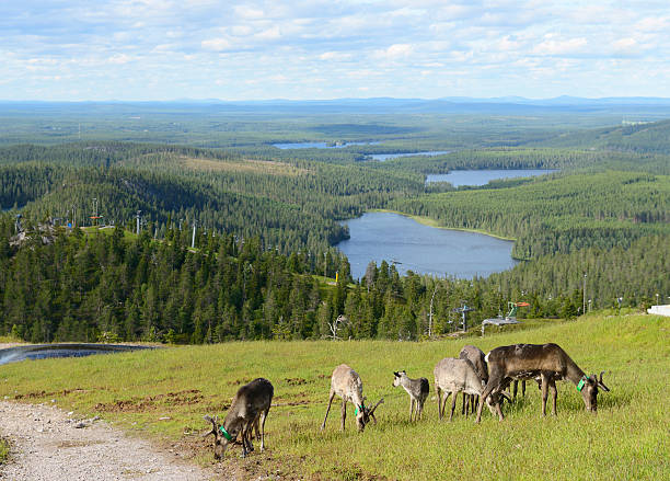 Vakantie Lapland: niet alleen in de winter!