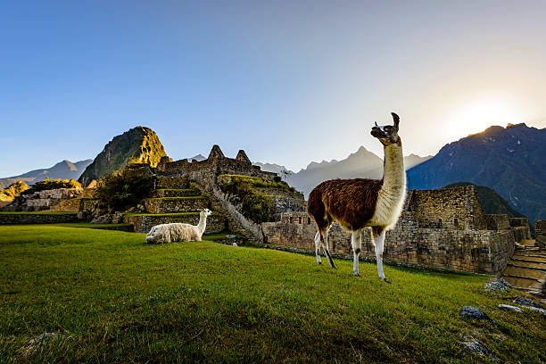 Op reis naar Peru, land van Inca’s en lama’s