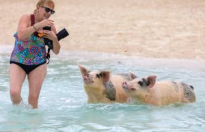 Zwemmen met varkens? Het kan alleen op dit eiland!