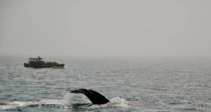 10 bestemmingen om walvissen te spotten